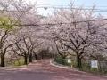 안태호 벚꽃길 썸네일 이미지