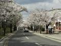 앞산 빨래터 부근 벚꽃나무 썸네일 이미지