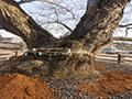 풍암동 신암마을 당산나무 썸네일 이미지