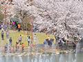 2013년 운천저수지 벚꽃 썸네일 이미지