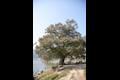 신암리 느티나무 썸네일 이미지