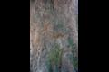 양주 황방리 느티나무 줄기 표면 썸네일 이미지