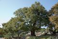 양주 황방리 느티나무 전경 썸네일 이미지