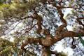 신산리 소나무 썸네일 이미지