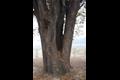 용암리 느티나무 하부 썸네일 이미지