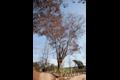 주원터 느티나무 썸네일 이미지