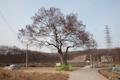 회정동 느티나무 전경 썸네일 이미지