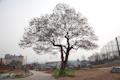 회정동 느티나무 썸네일 이미지
