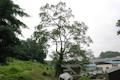 광사동 회화나무 썸네일 이미지