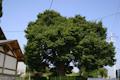 오산리 느티나무 썸네일 이미지