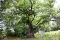 남방동 느티나무 전경 썸네일 이미지