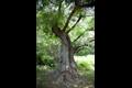남방동 느티나무 썸네일 이미지