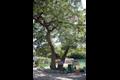비암리 느티나무 전경 썸네일 이미지