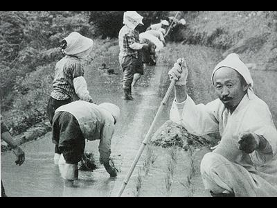 청학동 모내기 썸네일 이미지